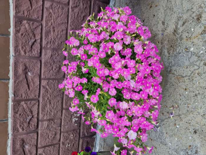 Фотография покупателя товара Семена цветов Петуния мини "Пикколино" F1, смесь окрасок, 7 шт. - Фото 1
