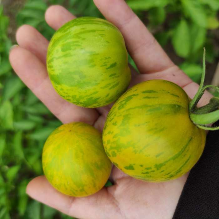 Фотография покупателя товара Набор семян томаты "Палитра", 6 сортов - Фото 1