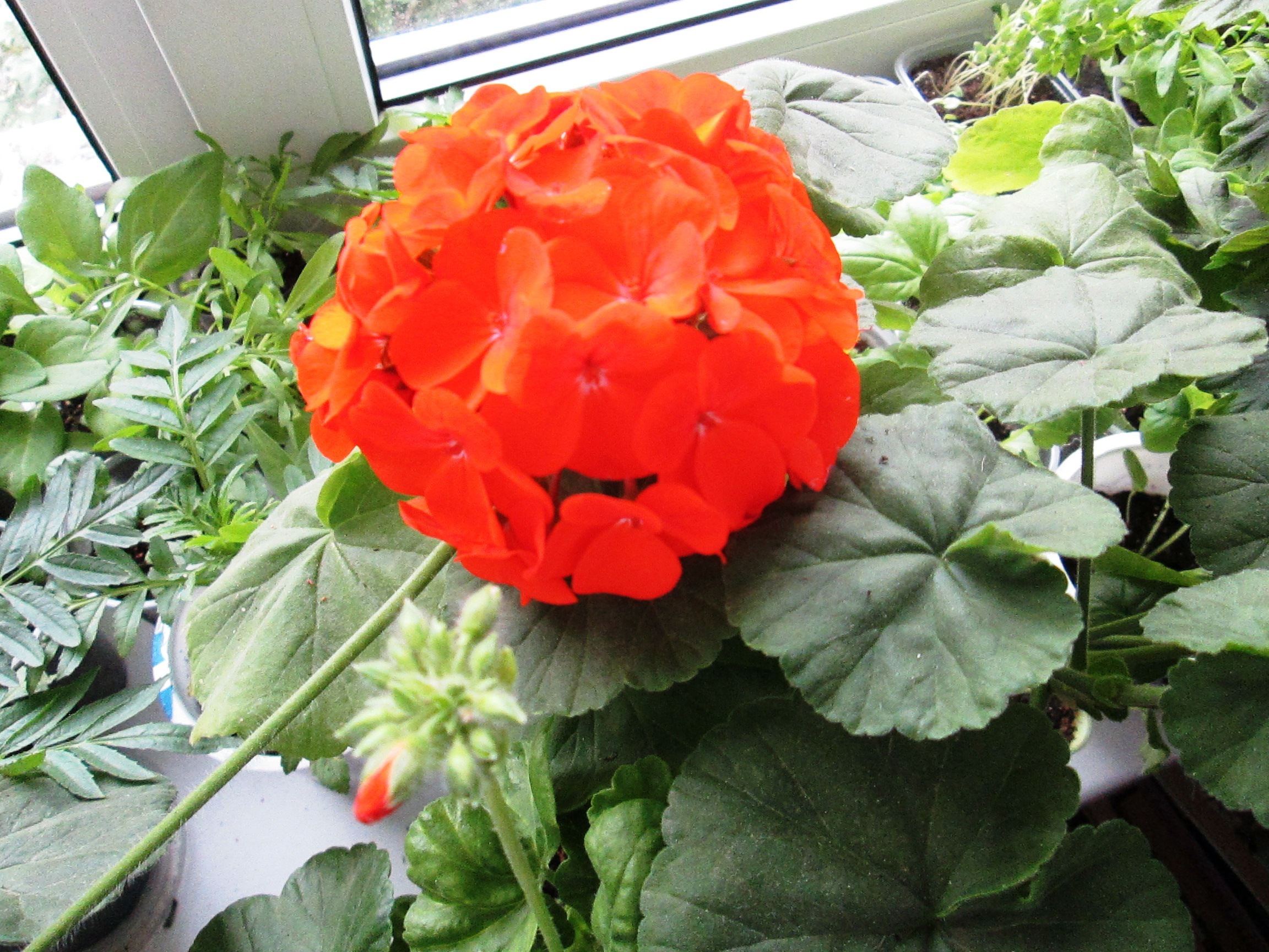 Фотография покупателя товара Семена комнатных цветов Пеларгония "Oранж", 4 шт. - Фото 6