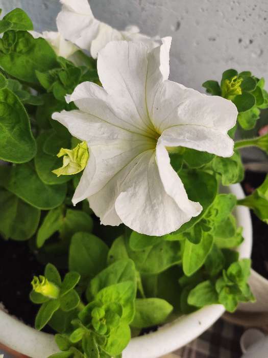 Фотография покупателя товара Удобрение "Агрикола 7", садовые и балконные цветы, 50 г - Фото 2