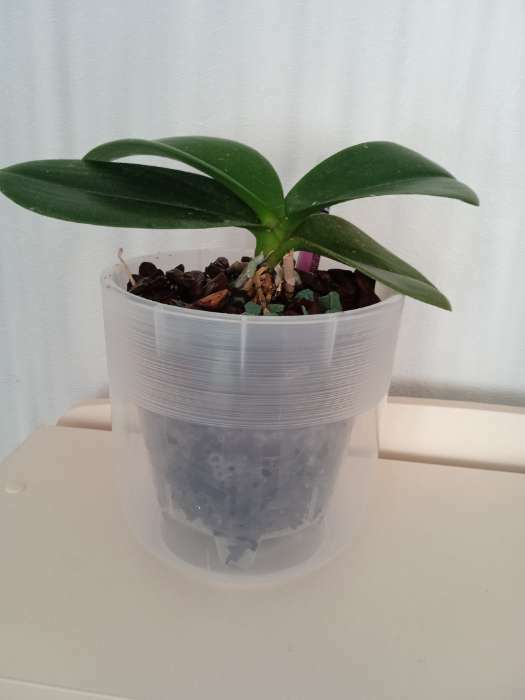 Фотография покупателя товара Субстрат для орхидей Effect+™ Eco line 19-28 мм, с цеолитом, 2 л - Фото 6