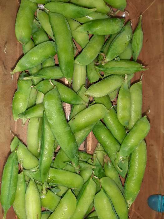 Фотография покупателя товара Семена Горох "Зеленый уголок", посевной, 0,5 кг - Фото 3