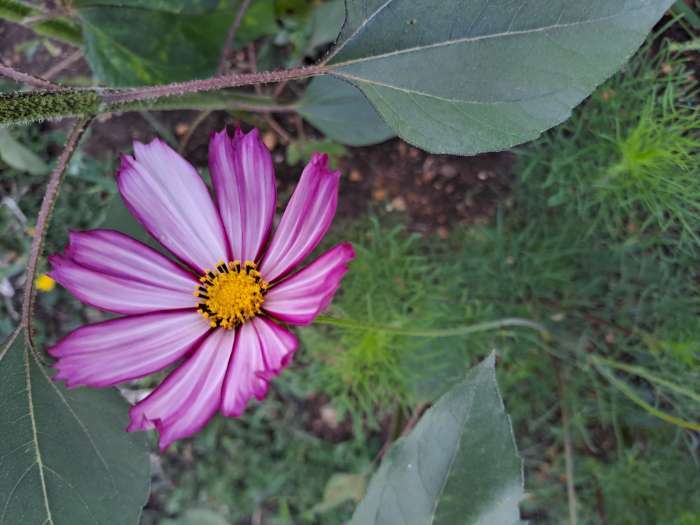Фотография покупателя товара Семена цветов однолетние Космея Карусель 0,2 - Фото 1