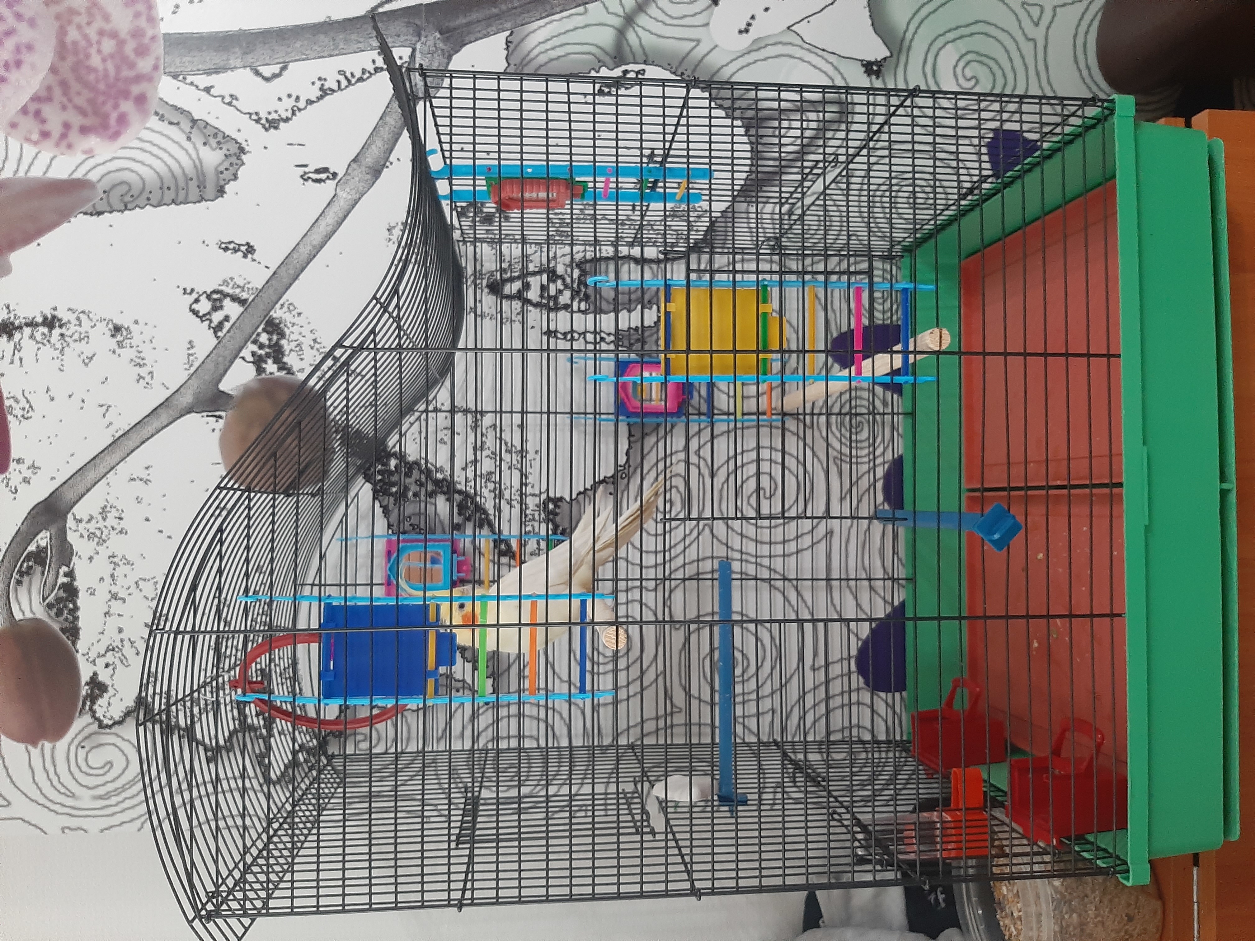 Фотография покупателя товара Клетка для попугая "Фиона", 4 яруса, 48 х 38 х 65 см, микс цветов - Фото 2