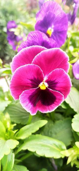 Фотография покупателя товара Семена цветов Виола "Грильяж", Дв, виттрока, 0,05 г - Фото 3