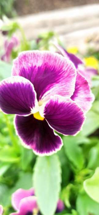 Фотография покупателя товара Семена цветов Виола "Грильяж", Дв, виттрока, 0,05 г