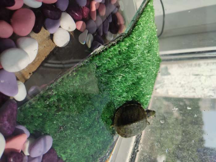 Фотография покупателя товара Мостик для черепахи №1 с травой, 20 х 10 х 6,5 см - Фото 3