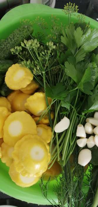 Фотография покупателя товара Семена Патиссон Копейка, 7 шт - Фото 4