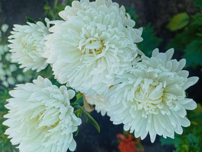 Фотография покупателя товара Семена цветов Астра "Версаль" пионовидная, О, 0,2 г - Фото 2