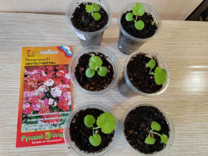 Фотография покупателя товара Семена цветов Пеларгония "Мультиблум", F1, смесь, 5 шт. - Фото 3