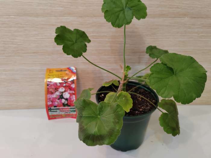 Фотография покупателя товара Семена цветов Пеларгония "Мультиблум", F1, смесь, 5 шт. - Фото 4