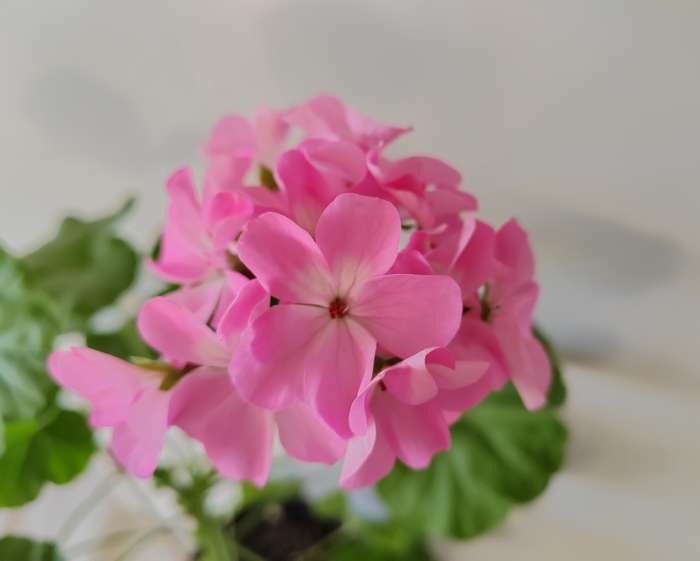 Фотография покупателя товара Семена цветов Пеларгония "Мультиблум", F1, смесь, 5 шт. - Фото 5