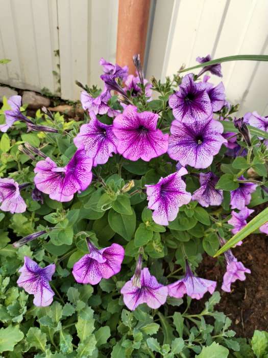 Фотография покупателя товара Семена цветов Петуния "Гибридная смесь", О, 0,05 г - Фото 1