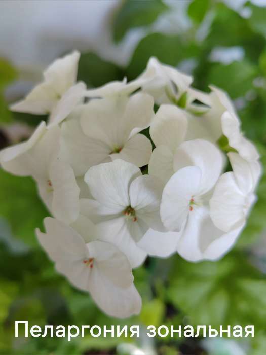 Фотография покупателя товара Семена цветов Пеларгония "Бланка ", зональная, F1, 4 шт - Фото 4