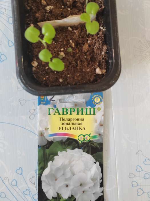Фотография покупателя товара Семена цветов Пеларгония "Бланка ", зональная, F1, 4 шт