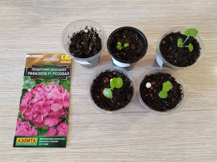 Фотография покупателя товара Семена цветов Пеларгония "Рафаэлла", розовая, 5 шт, F1, - Фото 3