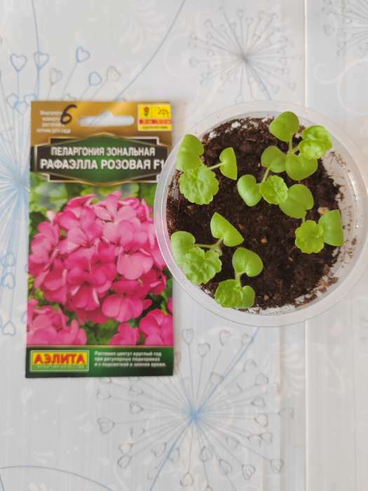 Фотография покупателя товара Семена цветов Пеларгония "Рафаэлла", розовая, 5 шт, F1,
