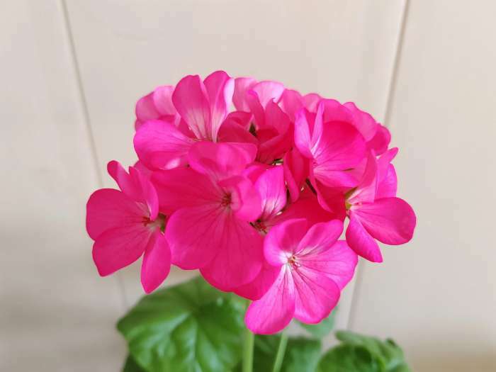 Фотография покупателя товара Семена цветов Пеларгония "Рафаэлла", розовая, 5 шт, F1, - Фото 2