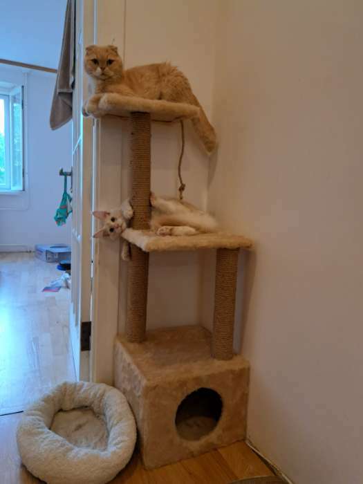 Фотография покупателя товара Домик для кошек с когтеточкой, с двумя полками, джут, 37 х 37 х 111 см, бежевый - Фото 2