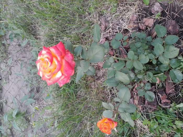 Фотография покупателя товара Саженец розы Циркус,  Весна 2024, 1 шт.