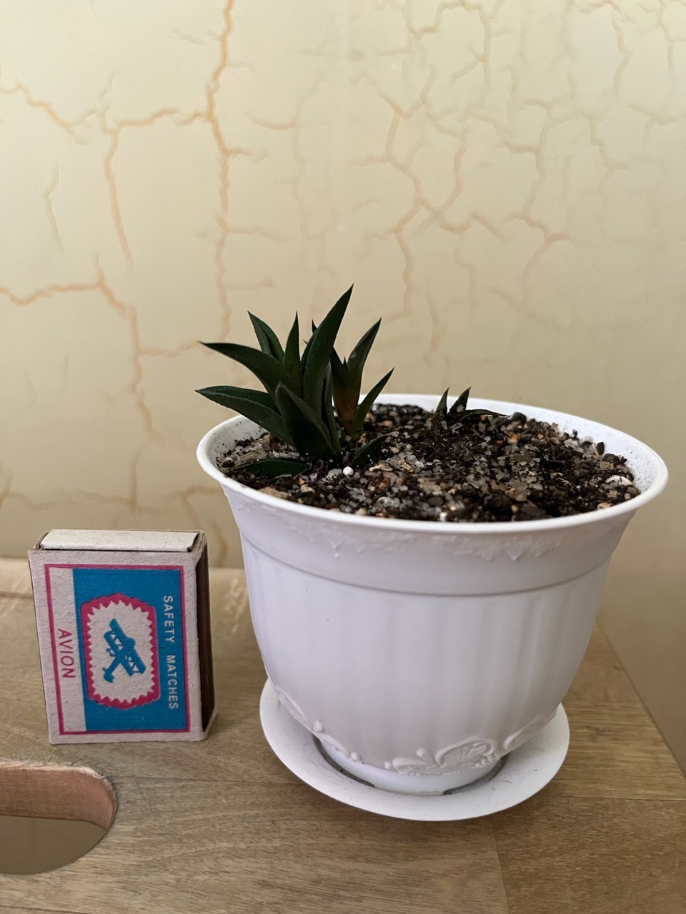 Фотография покупателя товара Горшок для цветов с поддоном СибПолимер «Ангара», 300 мл, пластиковый, белый - Фото 3