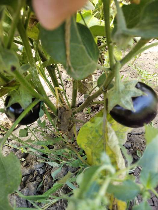 Фотография покупателя товара Семена баклажанов "Черный красавец" Гавриш раннеспелые, высокоурожайные, без горечи