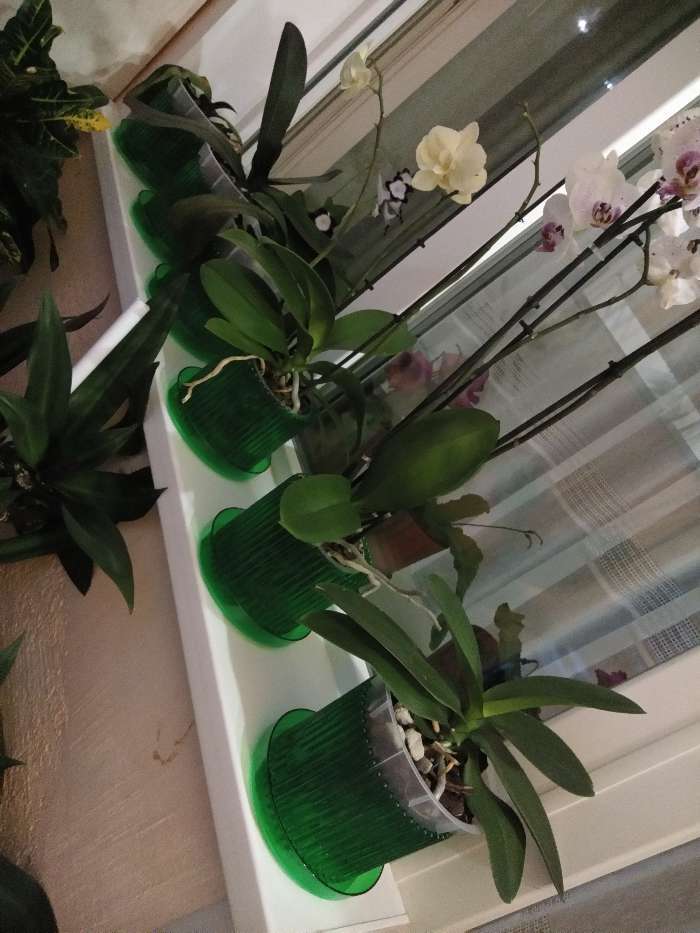 Фотография покупателя товара Горшок для орхидей с поддоном «Шарм», 1,8 л, цвет жёлтый - Фото 4