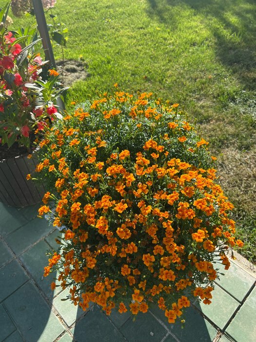 Фотография покупателя товара Семена цветов Бархатцы  "Карина оранжевая ", тонколистные, 0,05 г - Фото 2