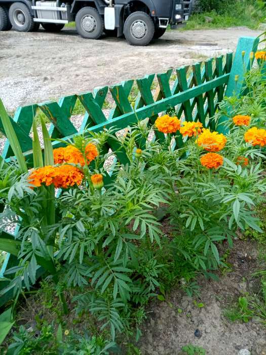 Фотография покупателя товара Семена цветов Бархатцы прямостоячие "Оранжевый принц", О, 0,1 г - Фото 2