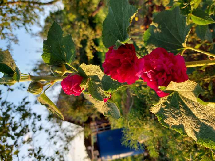 Фотография покупателя товара Семена цветов Шток-роза "Летний карнавал", 0,3 г