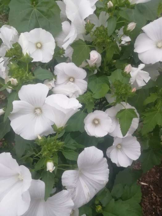Фотография покупателя товара Семена цветов Лаватера белая "Монт бланк", 0,2 г - Фото 1