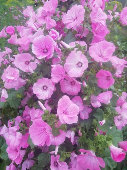 Фотография покупателя товара Семена цветов Лаватера розовая,  0,2 г - Фото 2