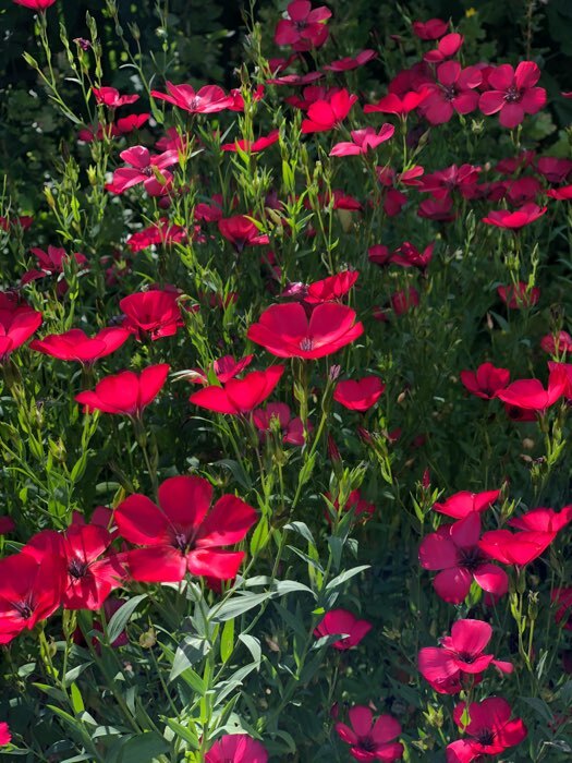 Фотография покупателя товара Семена цветов Лен "Красный", Сем. Алт, ц/п, 0,3 г - Фото 2
