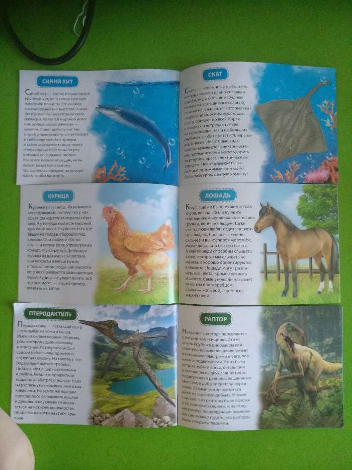 Фотография покупателя товара Обучающие книжки набор 6 шт. «Узнаём про всё вокруг», 108 животных и птиц