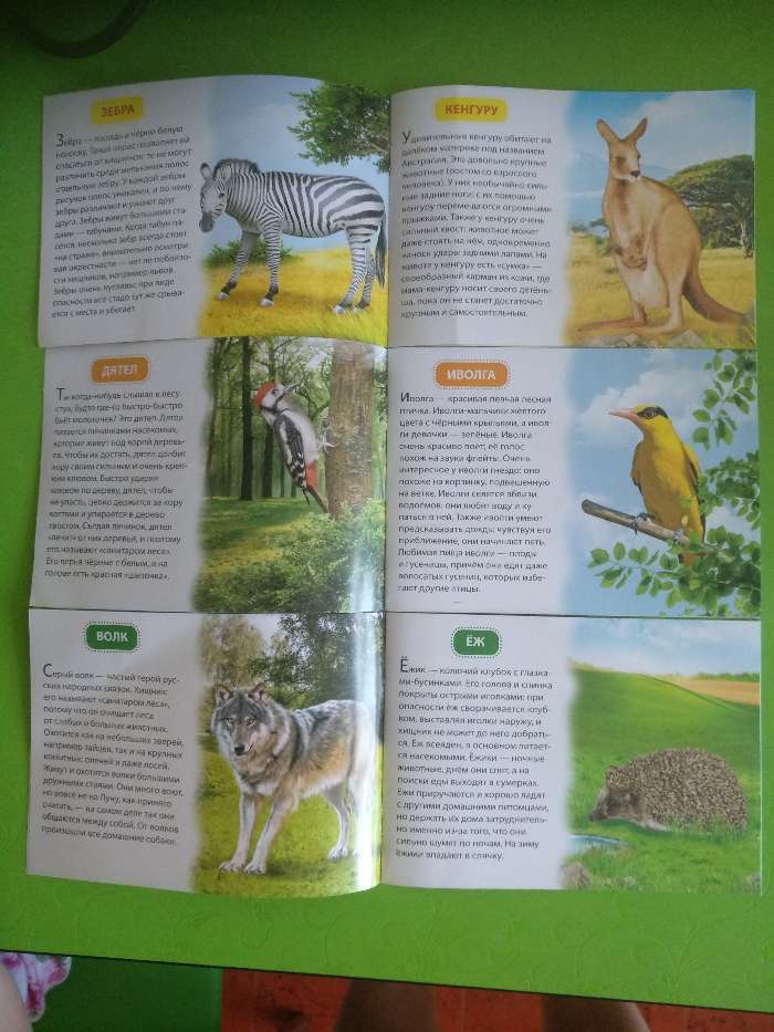 Фотография покупателя товара Обучающие книжки набор 6 шт. «Узнаём про всё вокруг», 108 животных и птиц - Фото 19