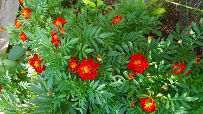 Фотография покупателя товара Семена Цветов однолетние Бархатцы «Брокад Ред», отклонённые, махровые, 0.2 г - Фото 1