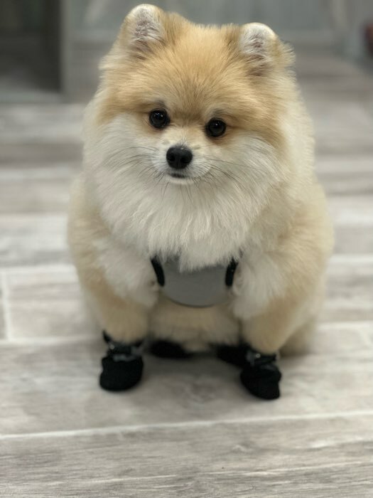 Фотография покупателя товара Ботинки для собак "Уют" с утяжкой, набор 4 шт, размер 5 (5, 5 х 4, 5 см), чёрные - Фото 1