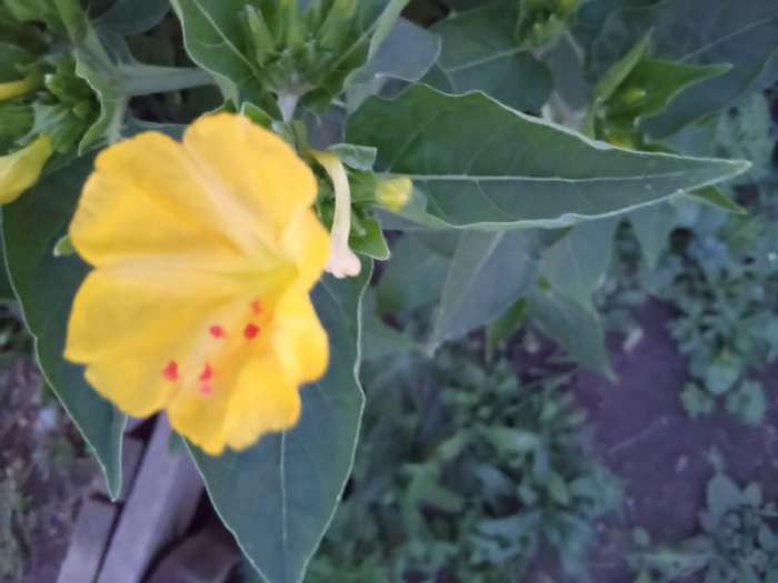 Фотография покупателя товара Семена цветов Мирабилис смесь окрасок, О, 0,5 г - Фото 5