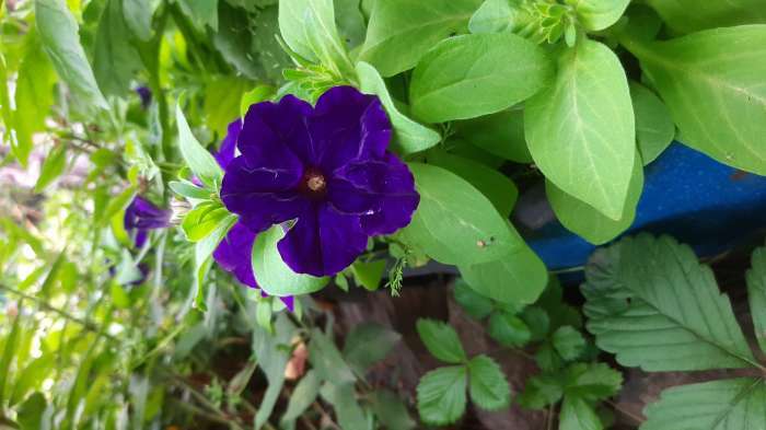 Фотография покупателя товара Семена Петуния Мамбо F1 синяя многоцветковая, 7 шт - Фото 13