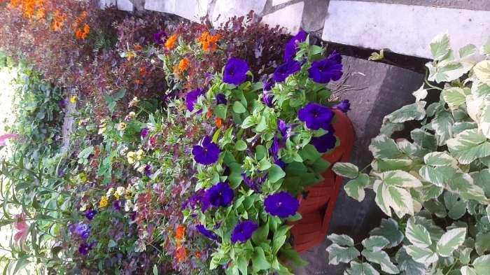 Фотография покупателя товара Семена Петуния Мамбо F1 синяя многоцветковая, 7 шт - Фото 12