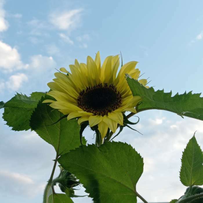 Фотография покупателя товара Семена цветов Подсолнечник "Луна и Солнце", смесь, 0,5 г