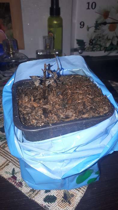 Фотография покупателя товара Саженец Спирея (горшок р9) Джун брайд, 1 шт, Осень 2025 - Фото 1