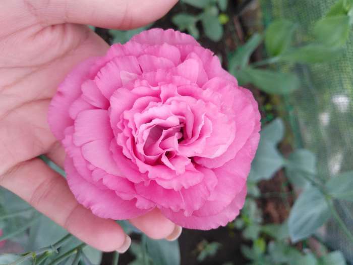 Фотография покупателя товара Семена цветов Эустома махровая "Велюр", розовая, F1, в ампуле, 0,005 г. - Фото 4