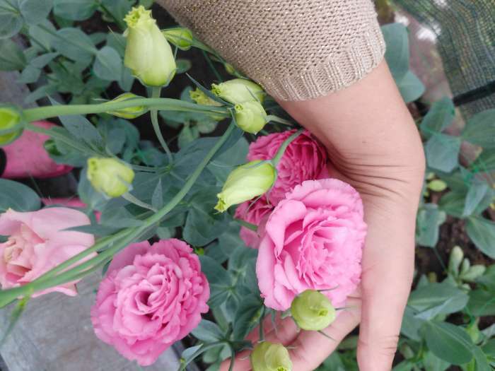 Фотография покупателя товара Семена цветов Эустома махровая "Велюр", розовая, F1, в ампуле, 0,005 г. - Фото 3