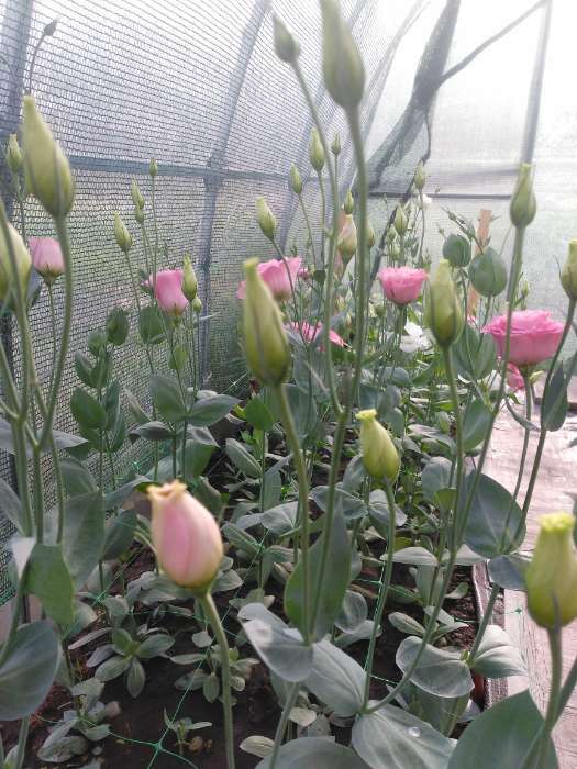 Фотография покупателя товара Семена цветов Эустома махровая "Велюр", розовая, F1, в ампуле, 0,005 г. - Фото 5