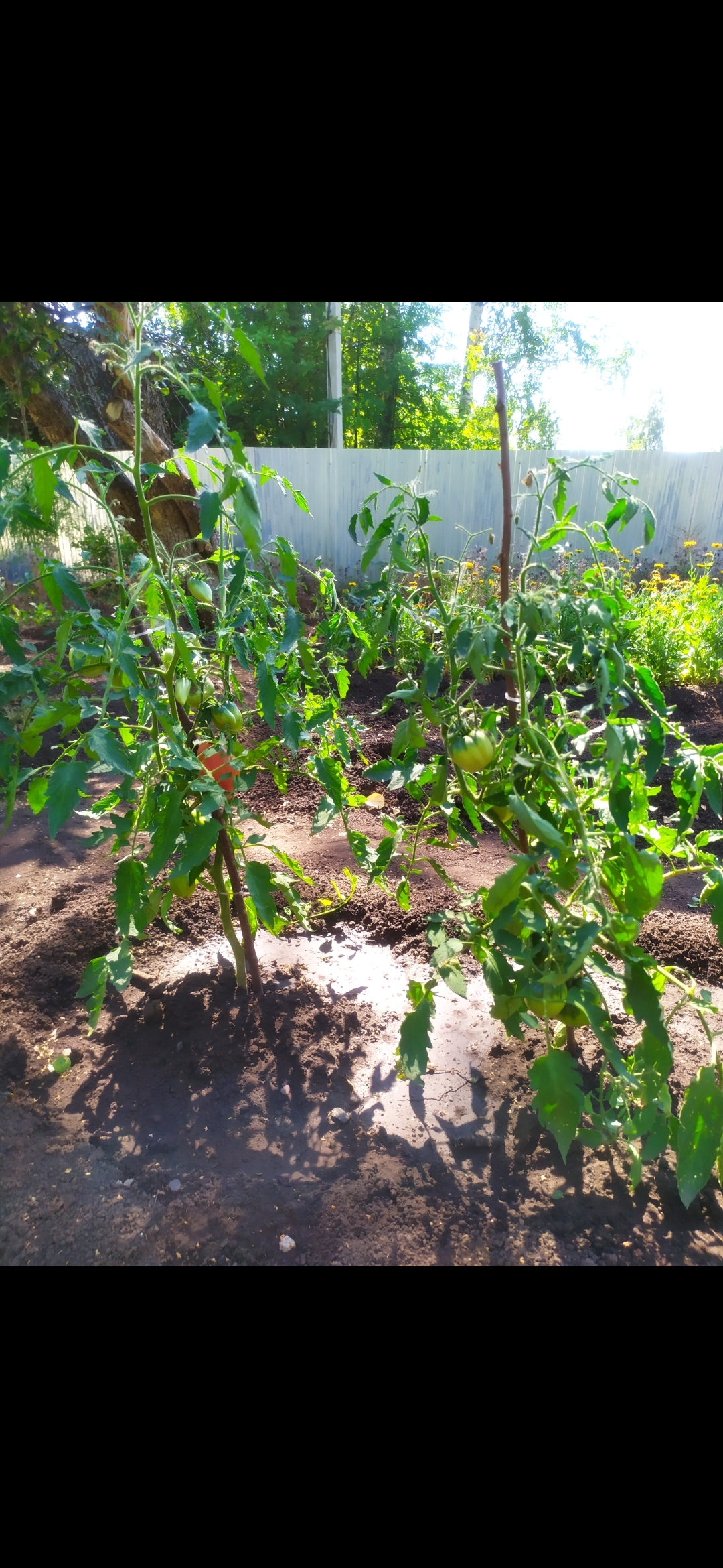 Фотография покупателя товара Набор семян томаты "Хит Продаж", 3 сорта - Фото 4