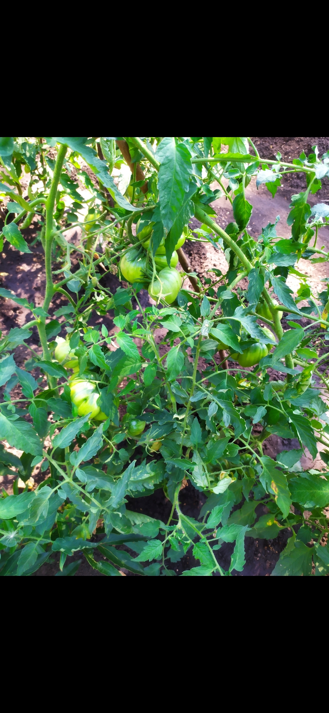 Фотография покупателя товара Набор семян томаты "Хит Продаж", 3 сорта - Фото 6