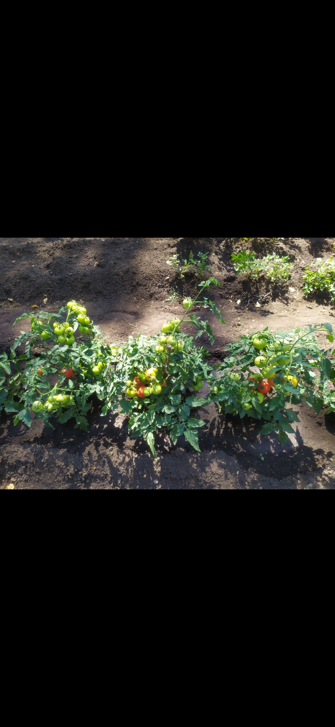 Фотография покупателя товара Набор семян томаты "Хит Продаж", 3 сорта - Фото 5