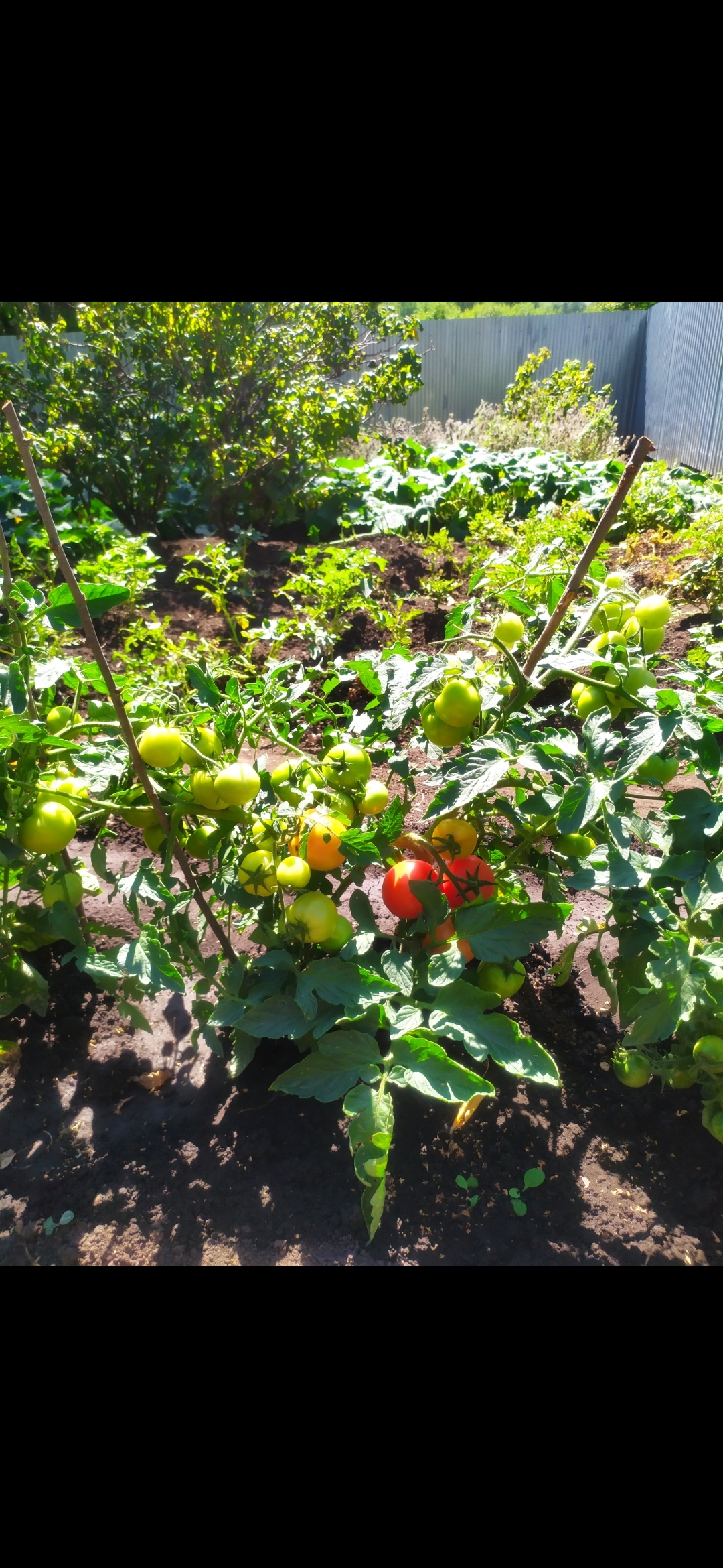 Фотография покупателя товара Набор семян томаты "Хит Продаж", 3 сорта - Фото 1