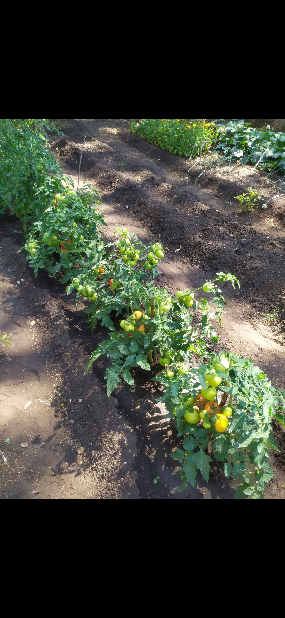Фотография покупателя товара Набор семян томаты "Хит Продаж", 3 сорта - Фото 2